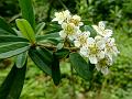 Narrowleaf Firethorn
